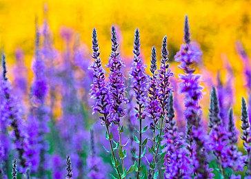 《幻灵降世录》独立扩展包“女巫的面纱”将推出