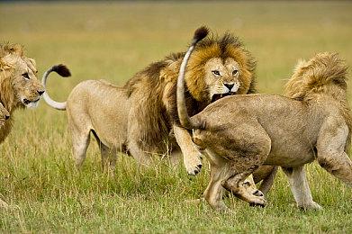 《艾尔登法环》游戏时长超100小时玩家比例接近半数